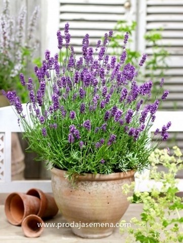 Lavanda
