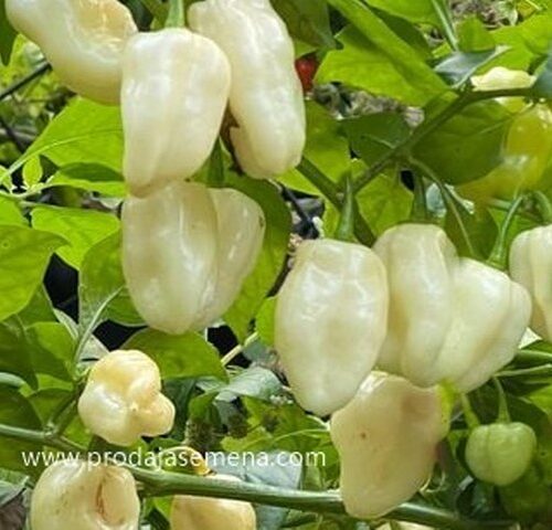 Beli Habanero Chili – I do