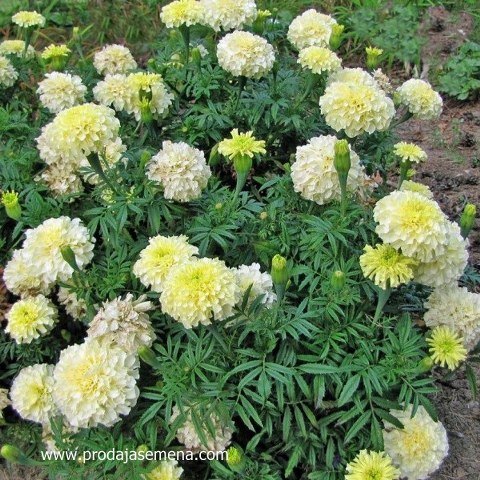 Bela Kadifa Albatros“ (Tagetes erecta)